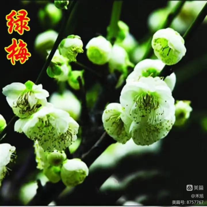 无端却被梅花恼特地吹香破梦魂,无端却被梅花恼