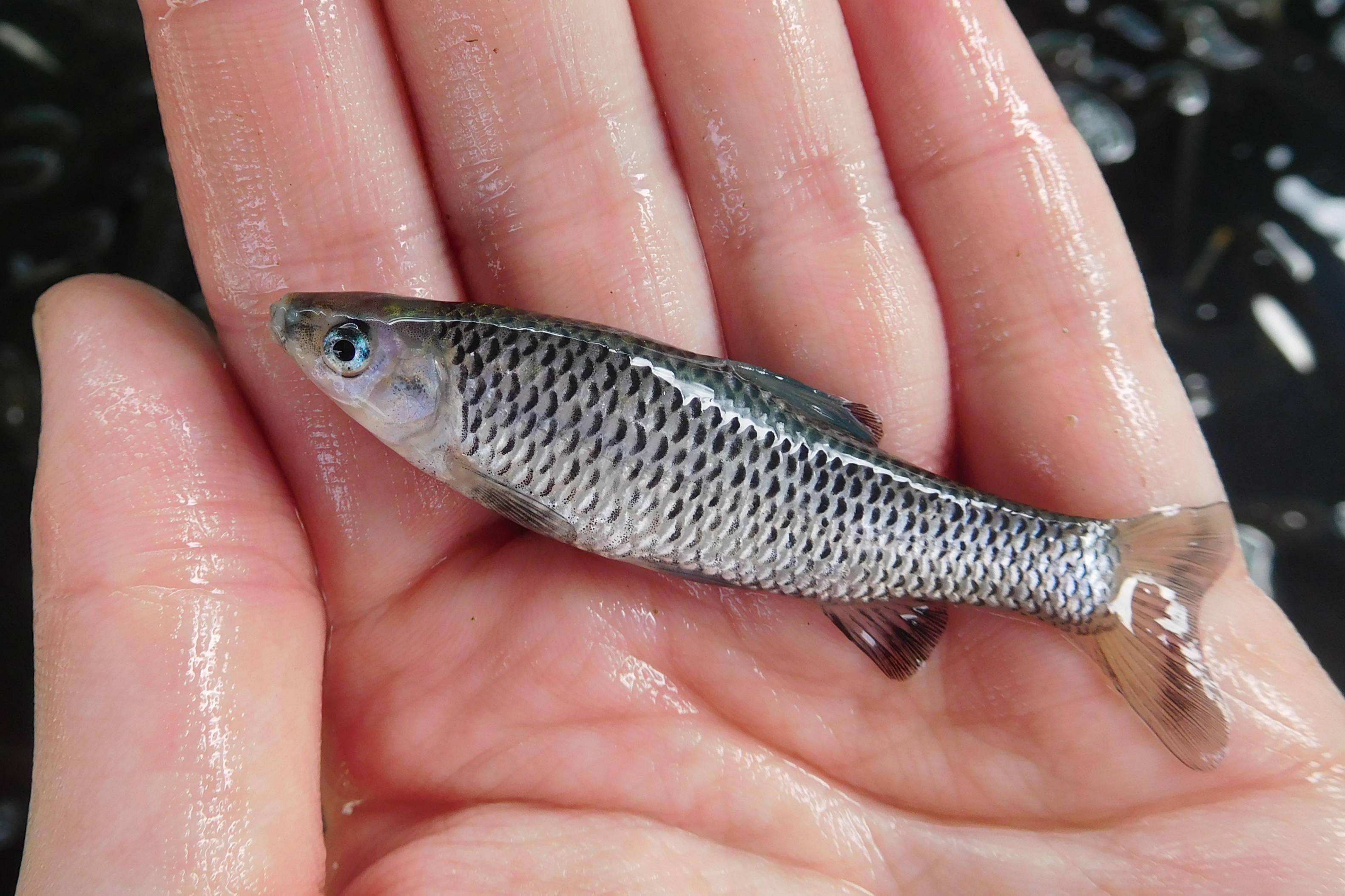 让钓鱼人抓狂的四大杂鱼,让人头疼的鱼