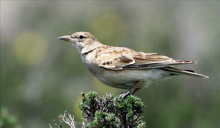 50张最佳鸟类摄影作品,鸟儿大全大图