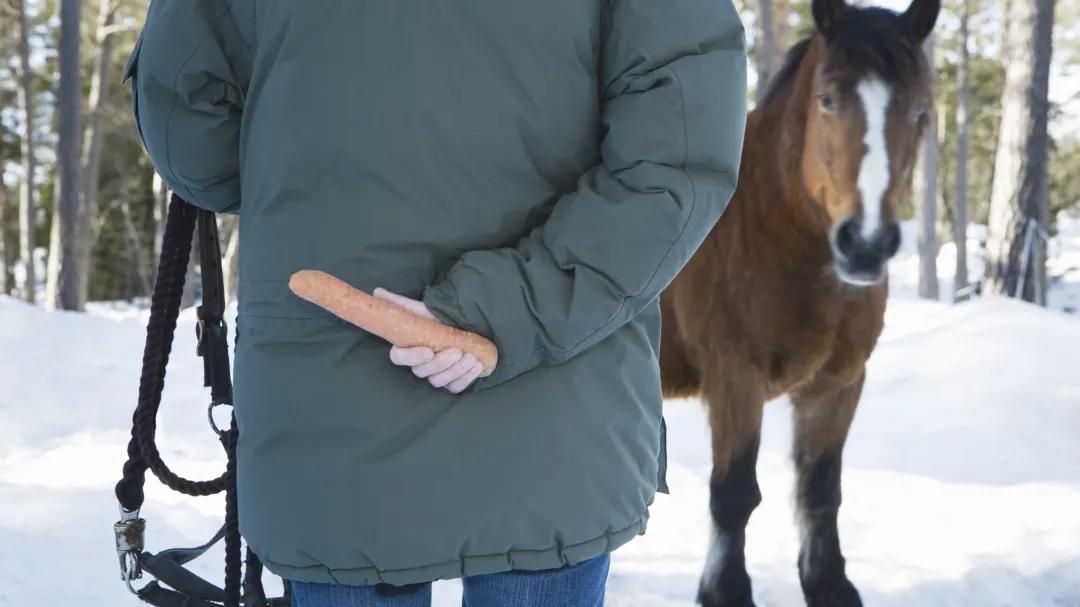 骑手落马,骑手落马马匹失控