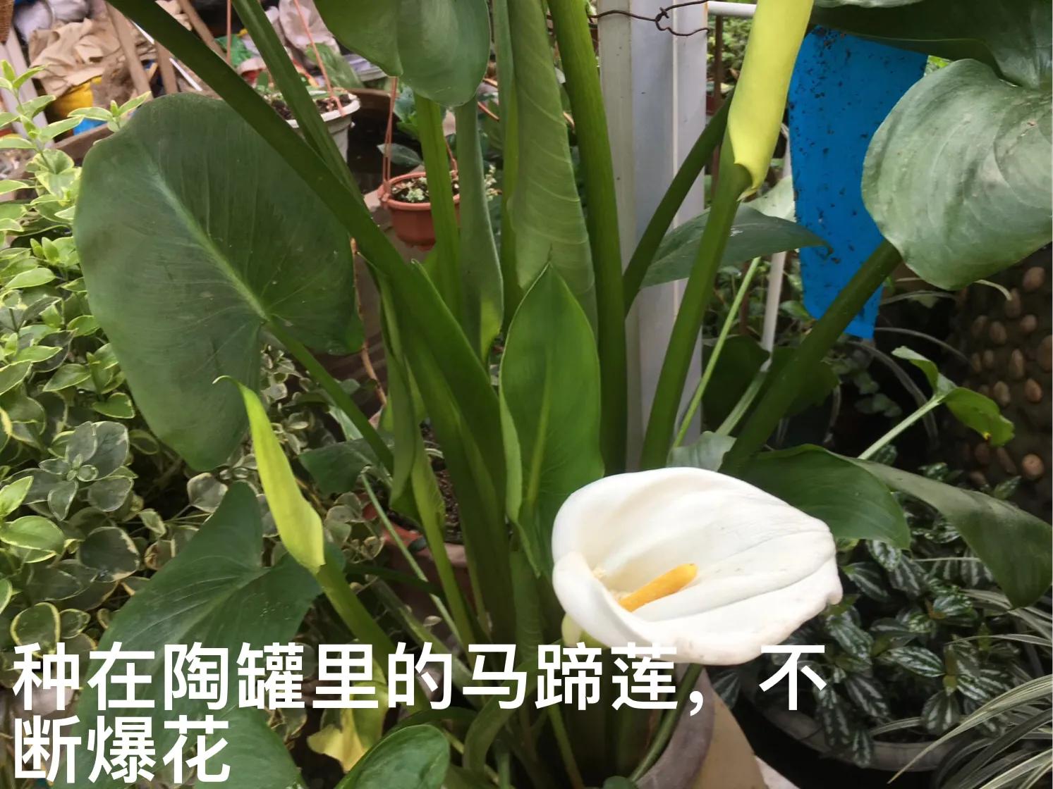 白马蹄莲跟彩色马蹄莲哪个品种好,洁白的马蹄莲图片