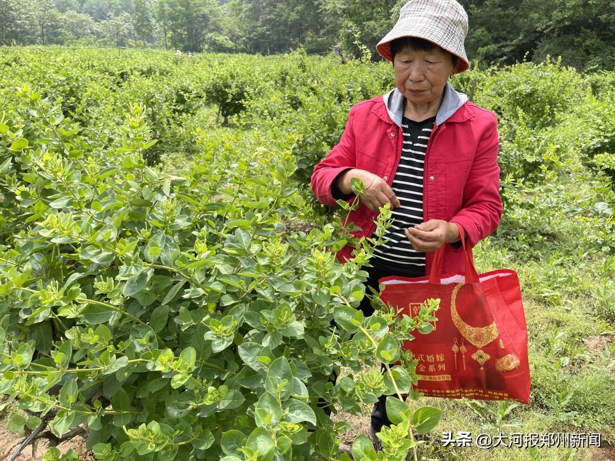 新密伏羲山赏花节,新密伏羲山花海节