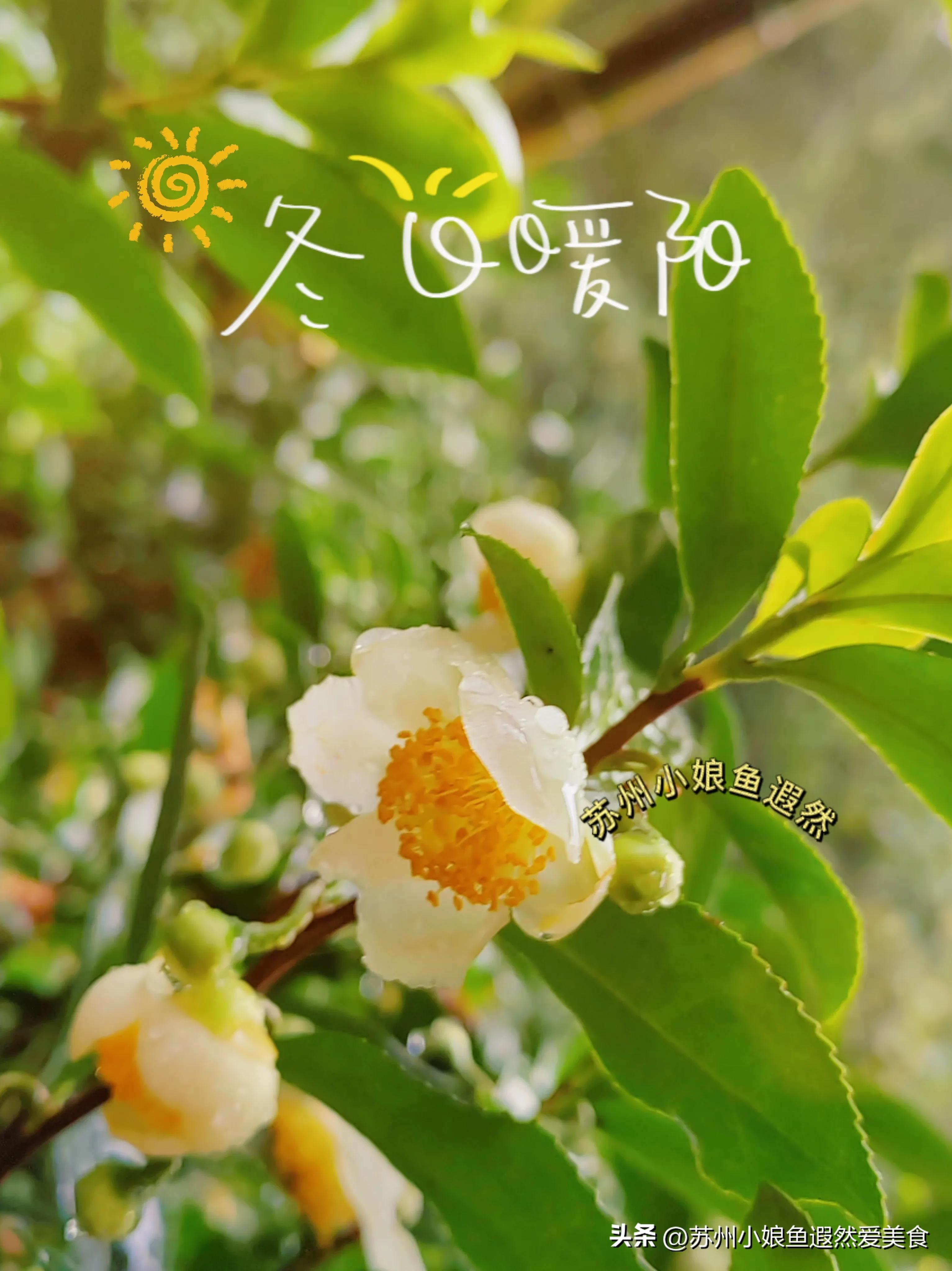 苏州一日游攻略探索更好玩的景点,苏州一日游景区推荐