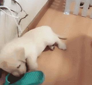 为什么不要一直打狗,一定要远离打狗的人