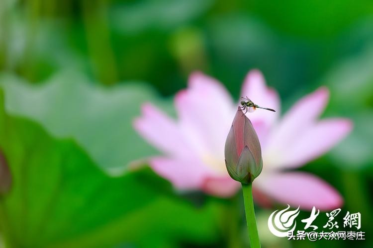 滕州滨湖荷花,滕州红荷湿地荷花开了吗