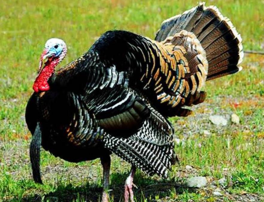 火鸡为什么不在中国常见,西方火鸡为什么中国很少食用