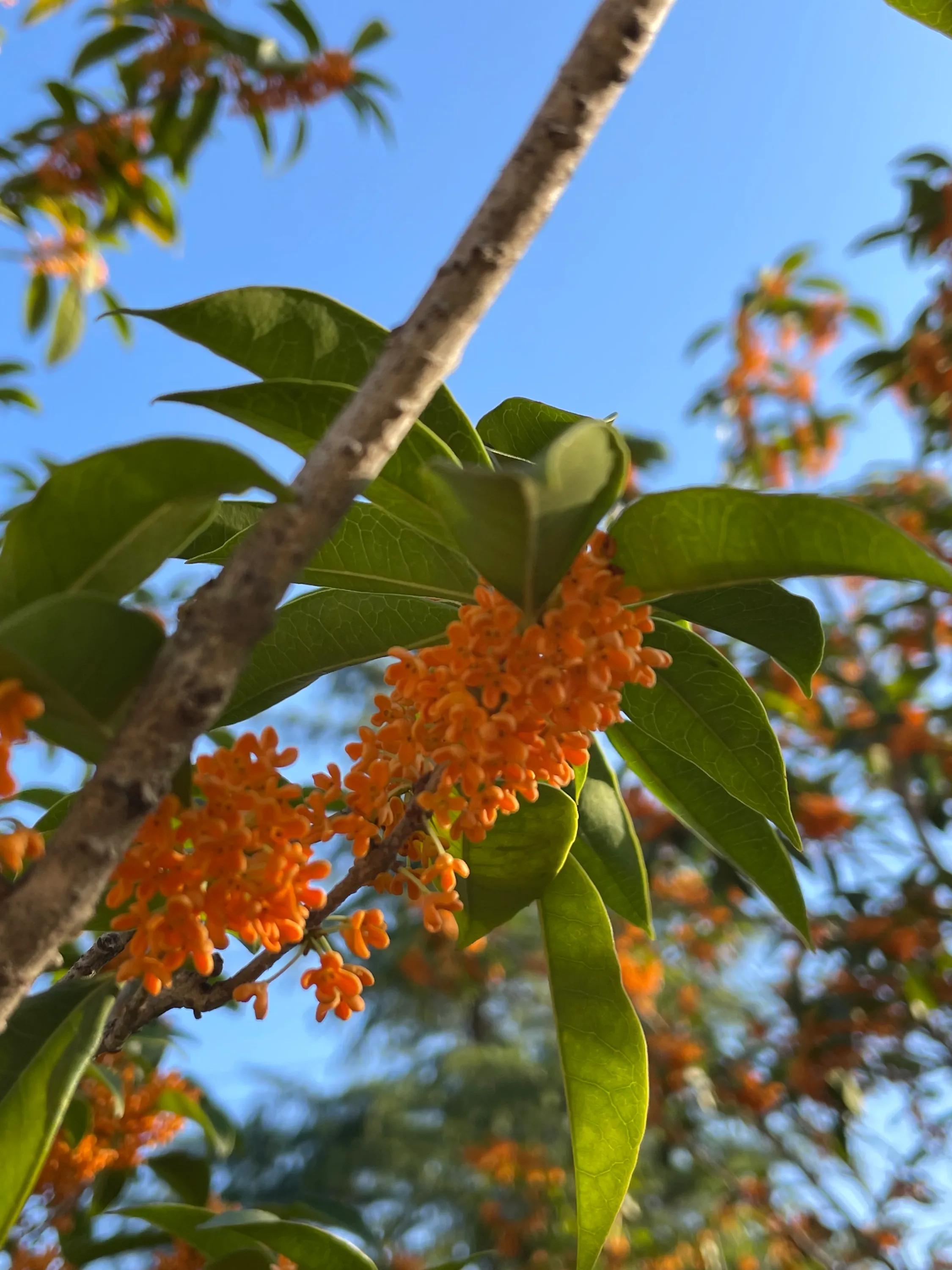 丹桂飘香万缕柔,丹桂飘香婚纱摄影价格