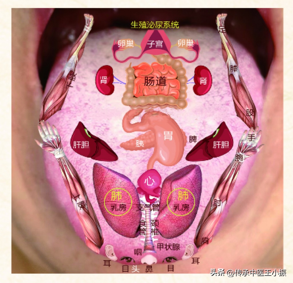 齿痕舌和裂纹舌中医辨证,舌胖大有齿痕中医辨证