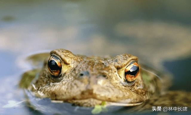 正宗日月潭香菇茶叶蛋,日月潭的茶叶蛋