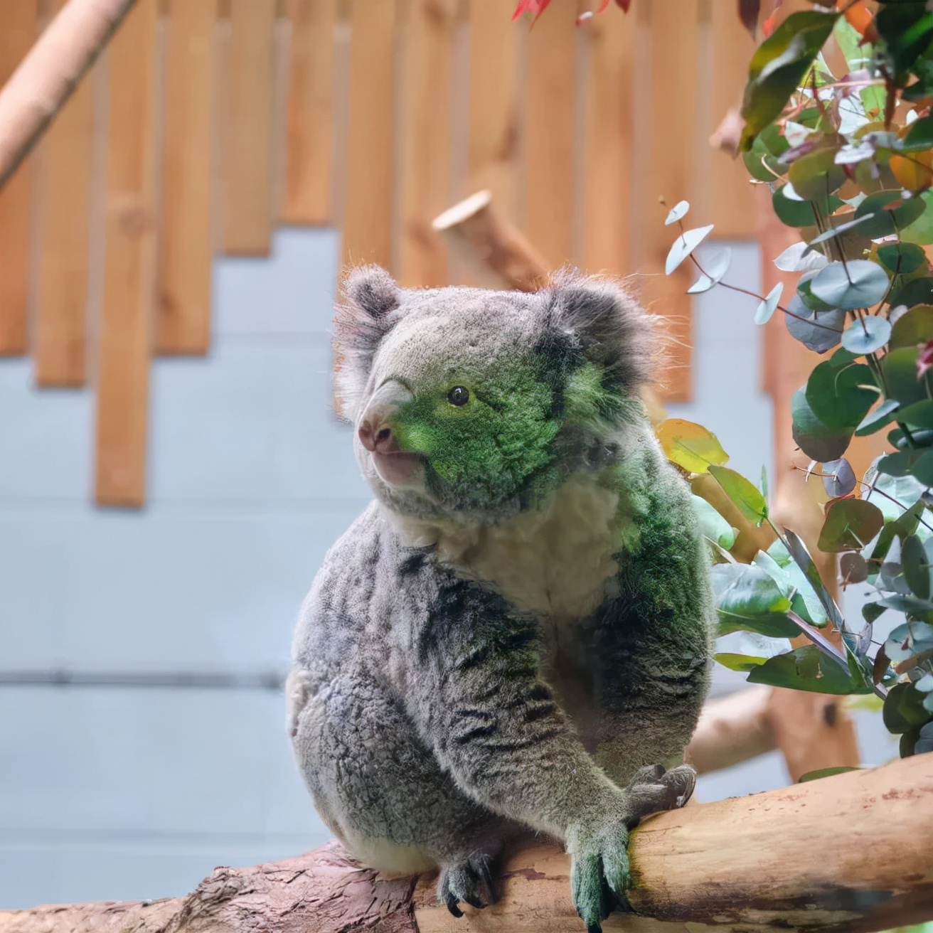 红山动物园亏损3千万网友很着急,近两年疫情原因导致亏损如何翻身