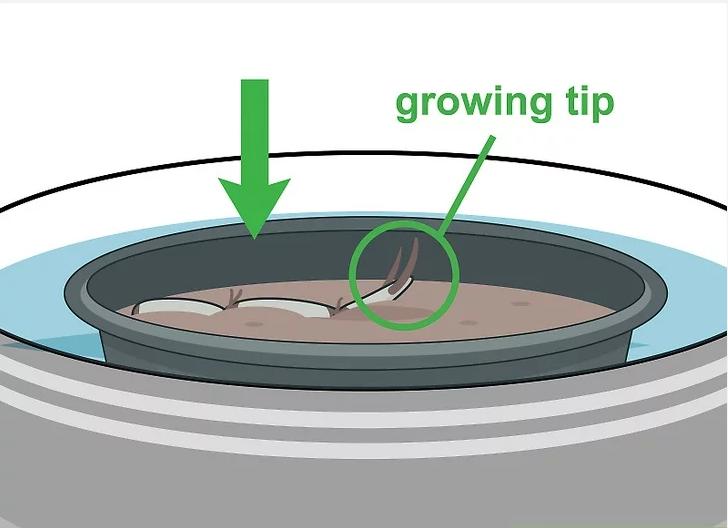 怎么种植莲花盆栽,如何种植莲花芋头