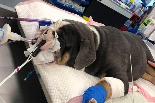 狗狗出现这7个征兆,狗狗救命的七大征兆