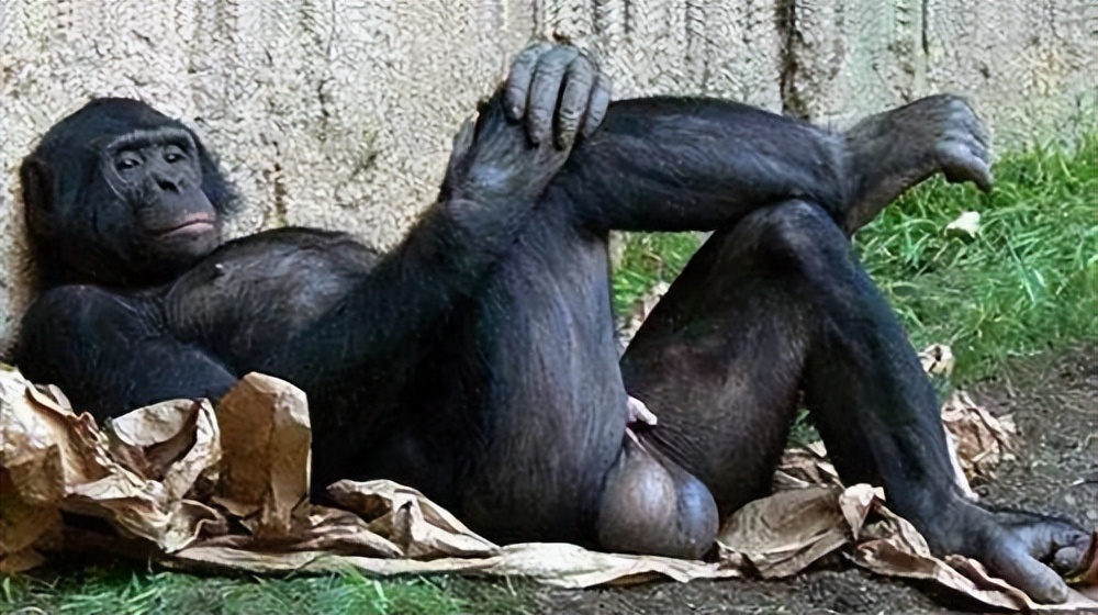 为什么人类总是喜欢和长相好看的交配繁衍？