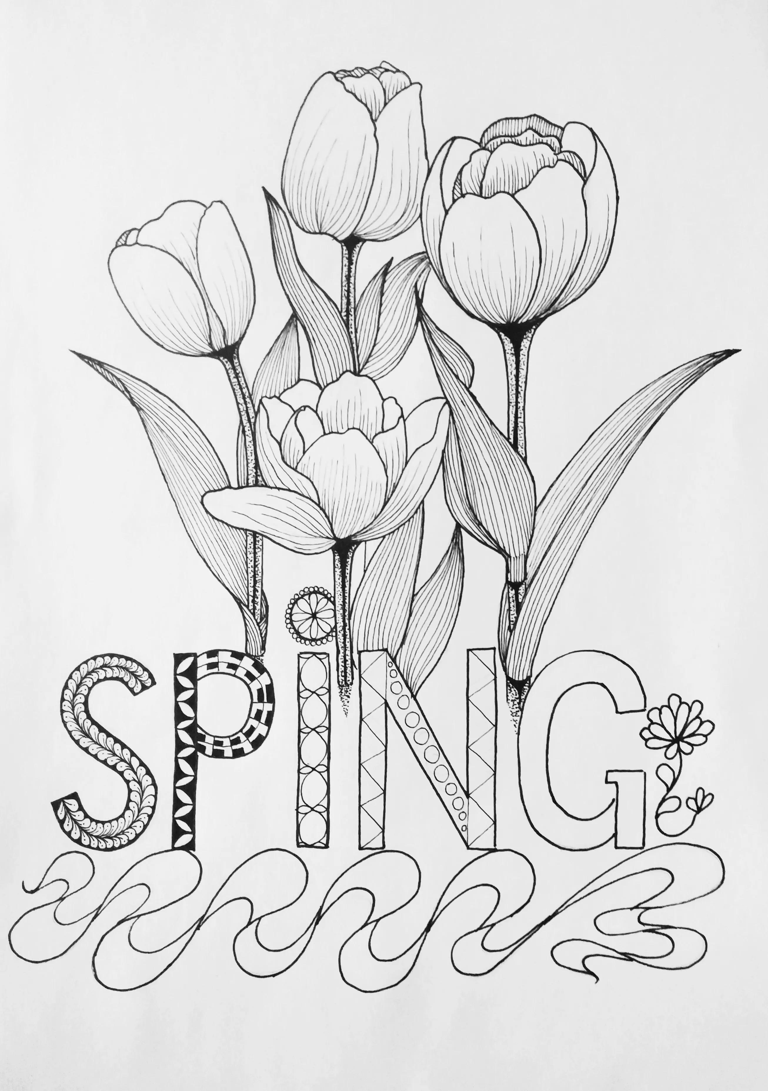 春天的郁金香绘画图片,线描画花朵简单又漂亮郁金香