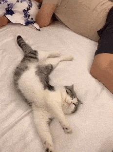 美短猫买一只大概多少钱,美短猫400元能买吗