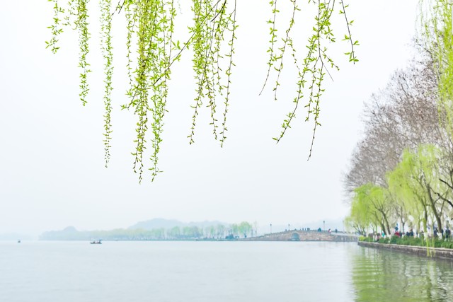 咏柳唐贺知章的古诗,咏柳贺知章教学实录