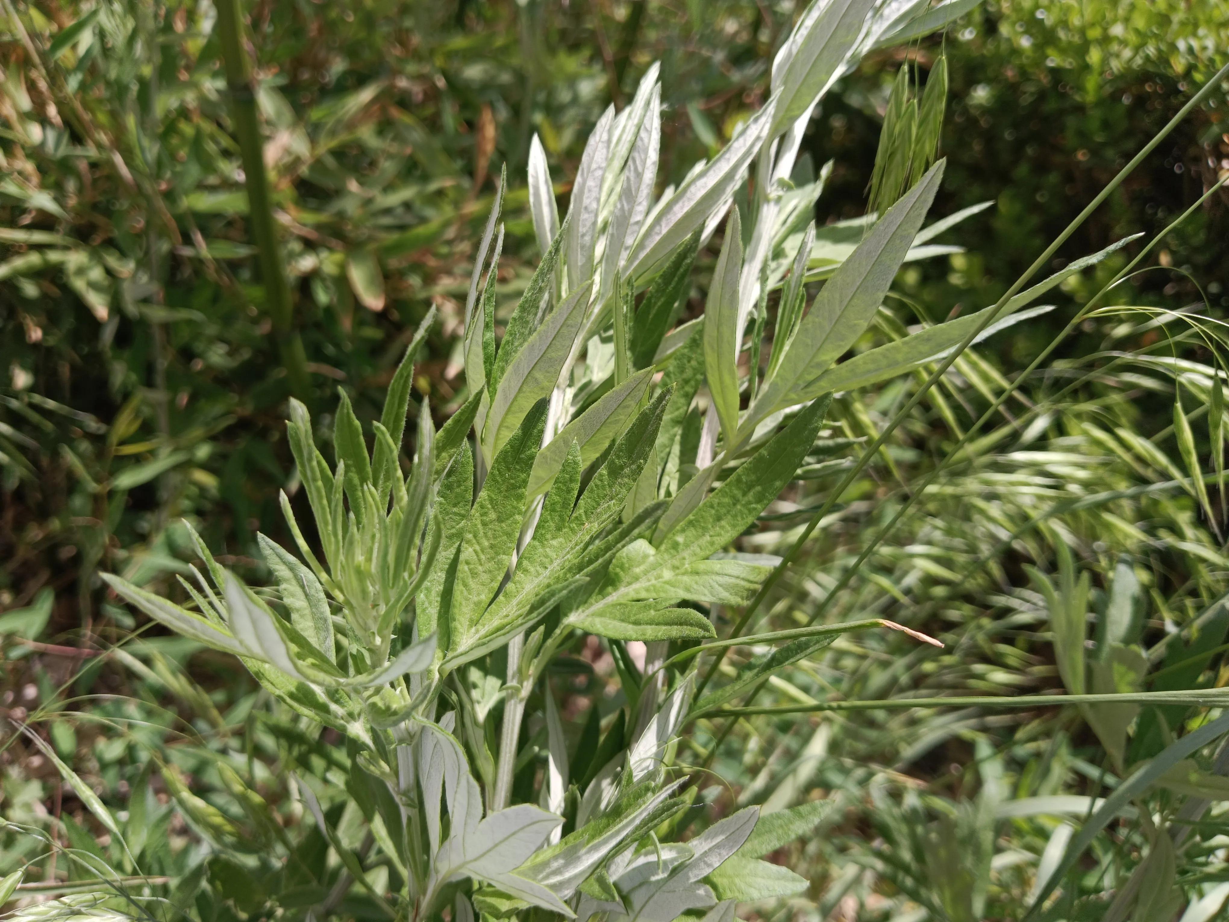 艾蒿可以长久用吗,艾蒿使用方法