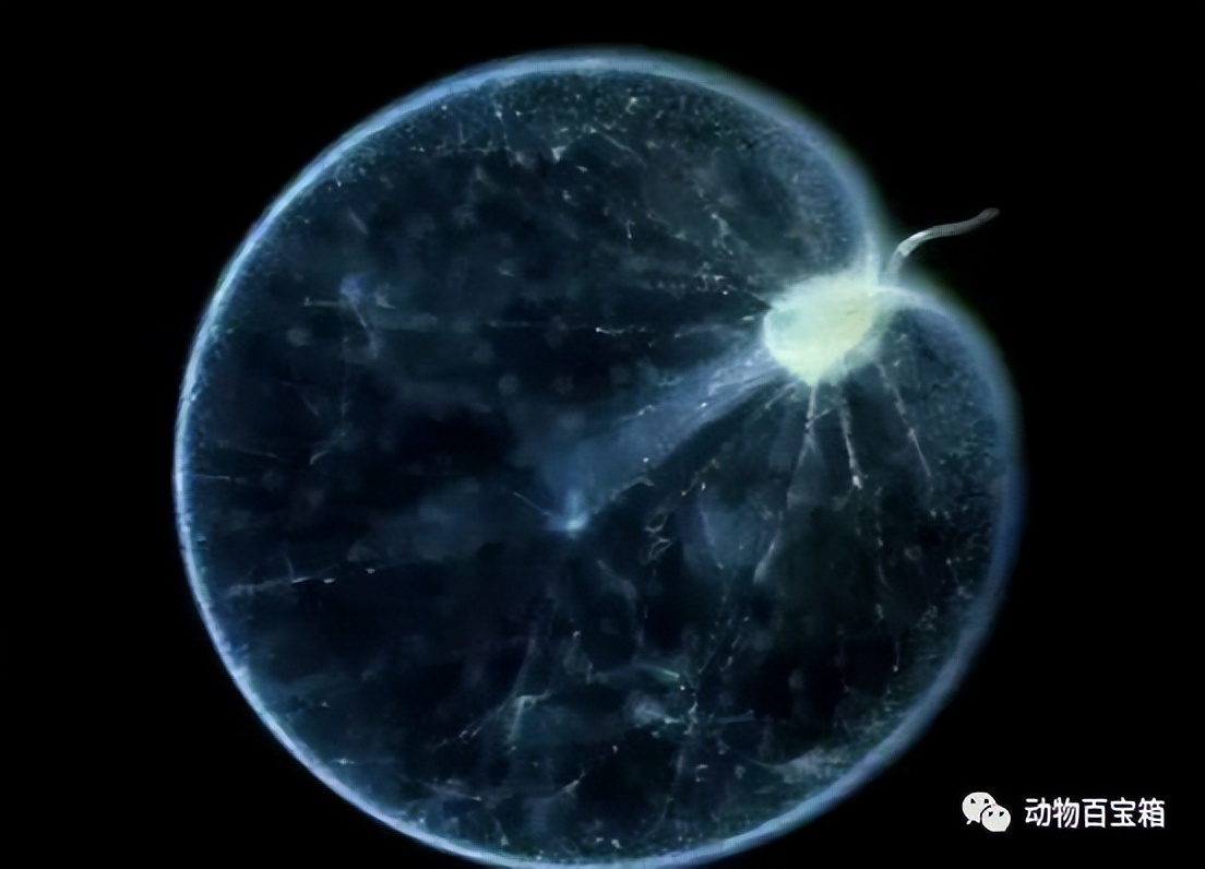 厦门部分海岸现“蓝眼泪”,厦门海洋蓝眼泪