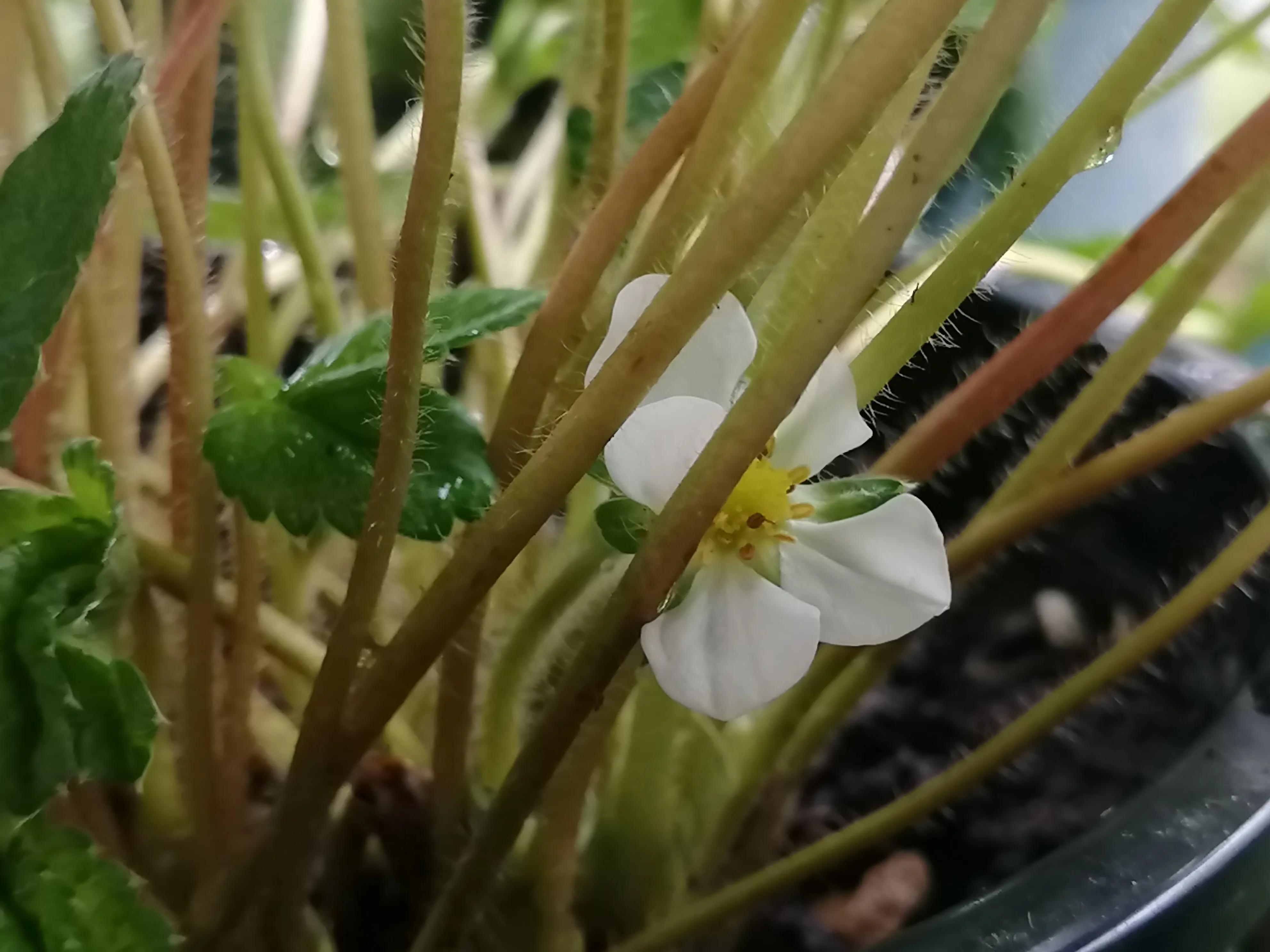 黑眼苏珊长大了许多