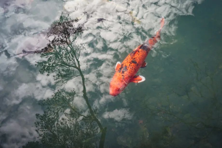 哪些手机有一英寸传感器,手机1.3英寸传感器和1英寸差距