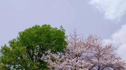 小森林四季电影,电影小森林夏秋篇