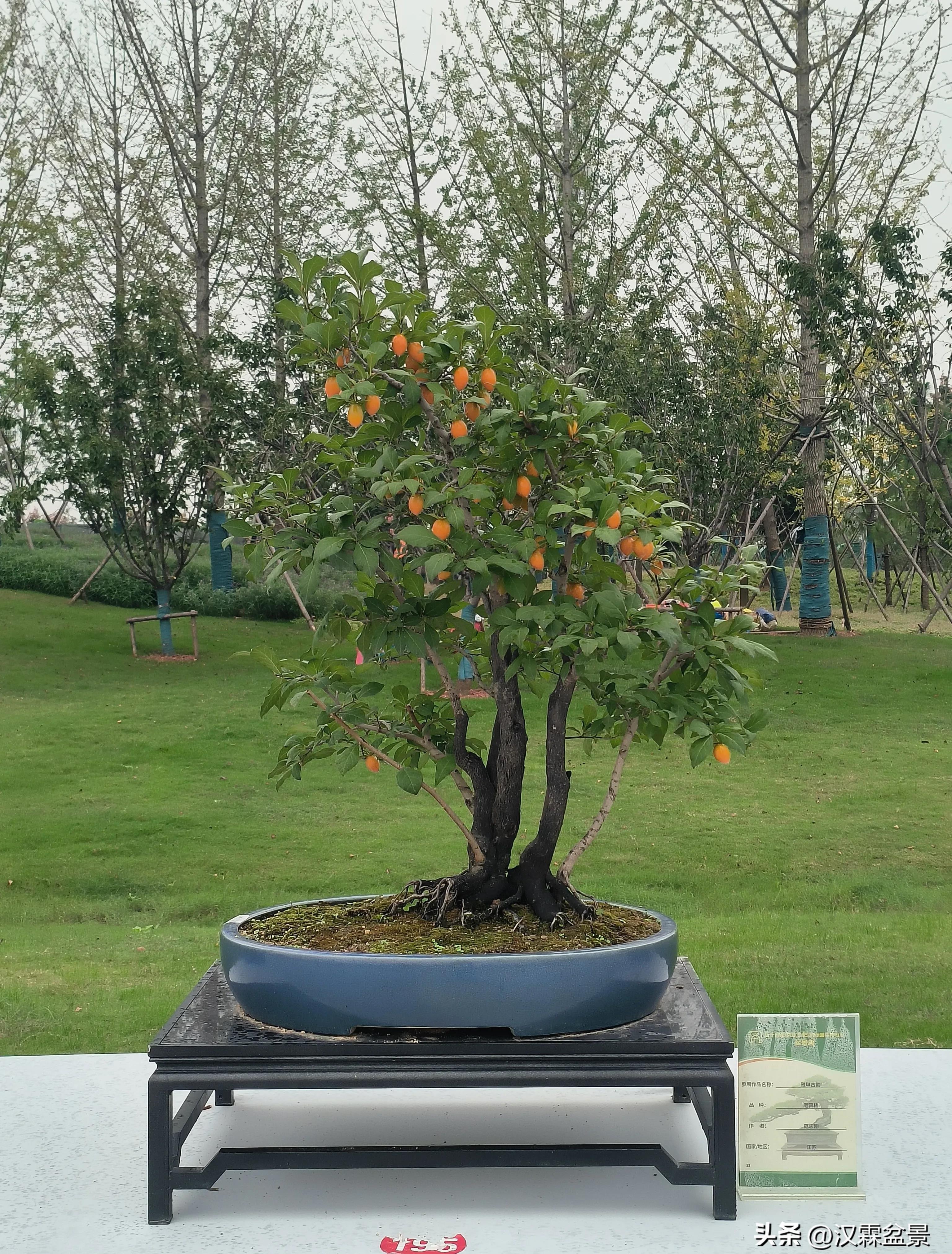 广州园林盆景展,精品大型盆景展会大全