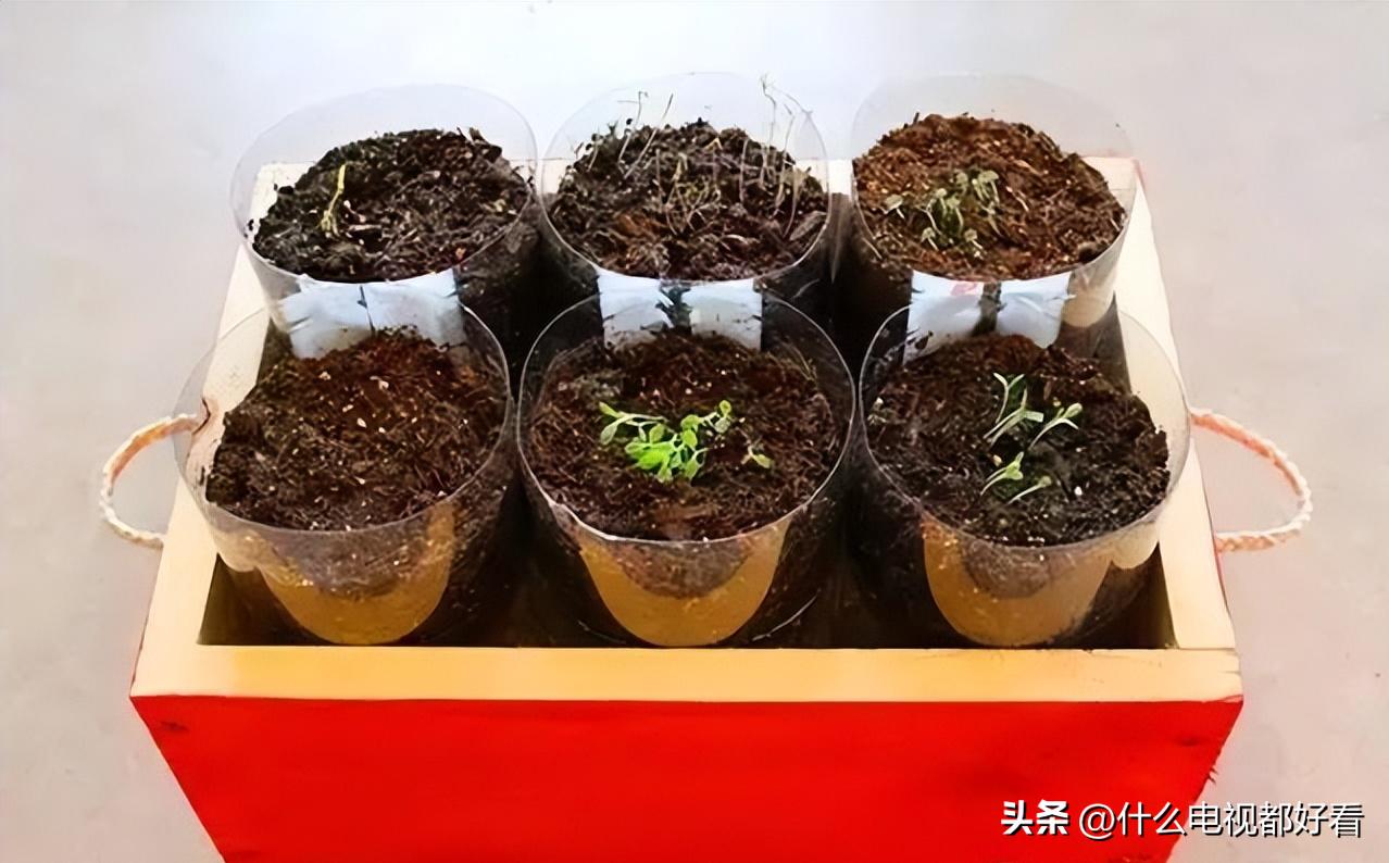 家庭种香草的方法大全,在家种植什么香草好看
