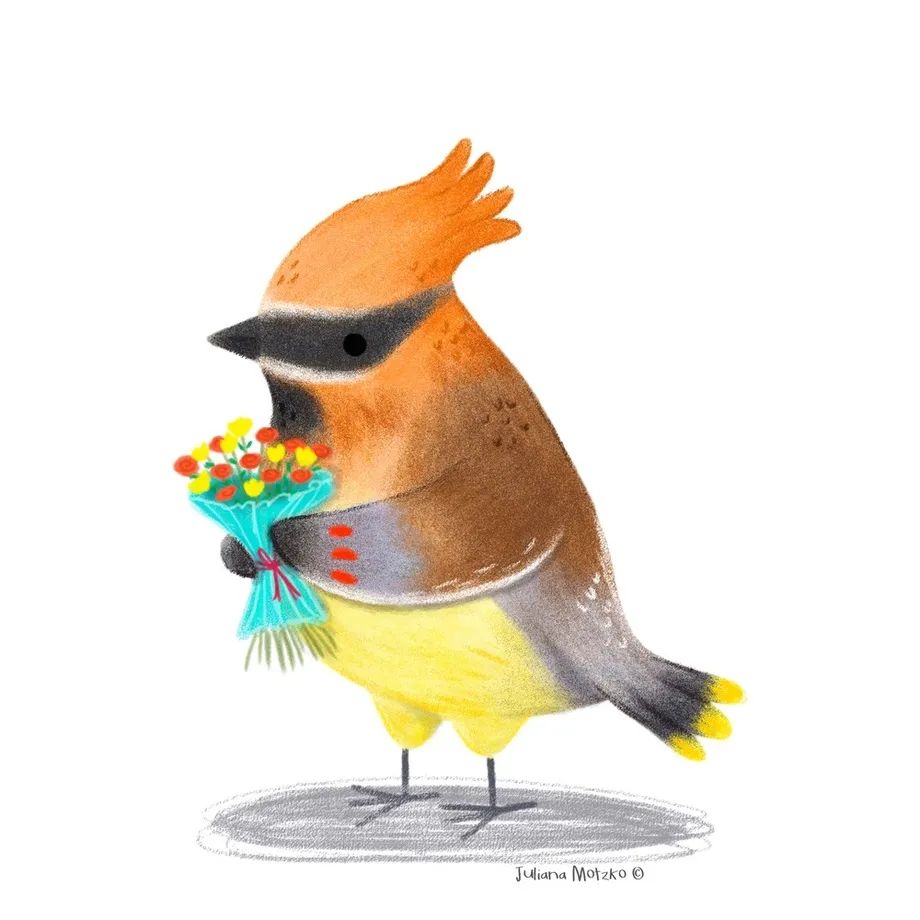 鸟类插画大全,鸟类插画艺术欣赏