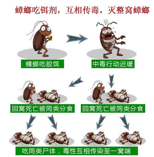 被杀虫剂杀死的蟑螂会生小蟑螂吗,蟑螂杀虫剂可以杀死蟑螂卵吗