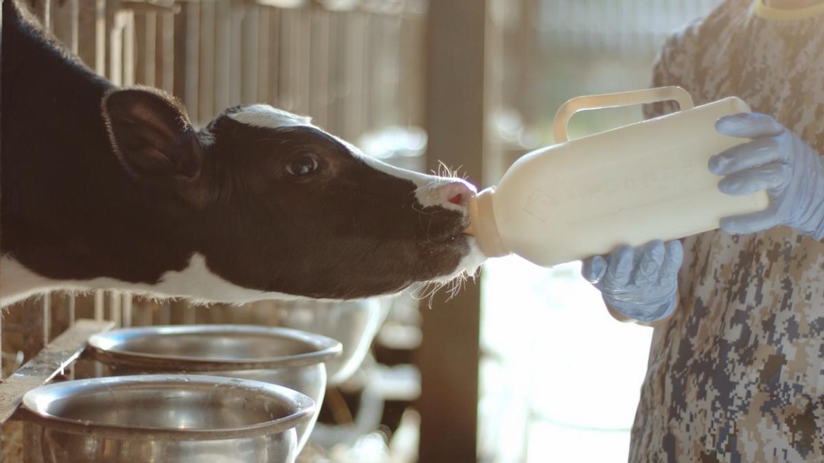 米其林星厨高端粤菜,百特品质世界金奖