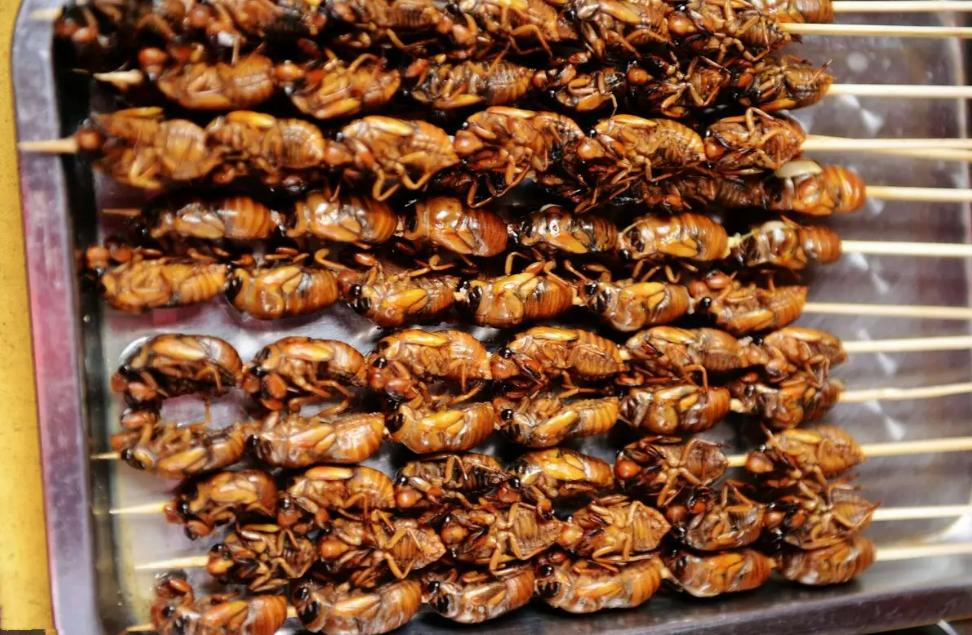 丽水市知了批发多少钱一斤,浙江丽水收知了多少一斤