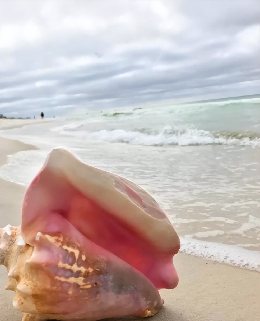 海南海鲜贝类有哪些,海南海鲜贝类