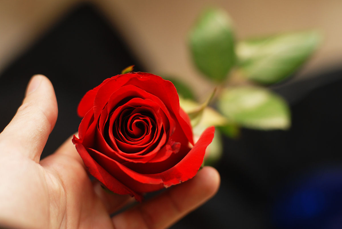 玫瑰花数量少了与实际的不符,玫瑰花买多少朵各有什么寓意