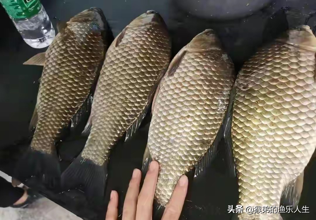 钓鱼人无私奉献,无私奉献的钓鱼药酒配方