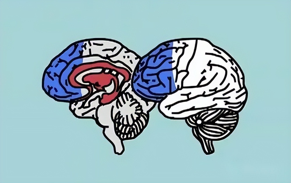 你了解自己的大脑吗三脑合一理论,人的三个大脑是怎么运作的