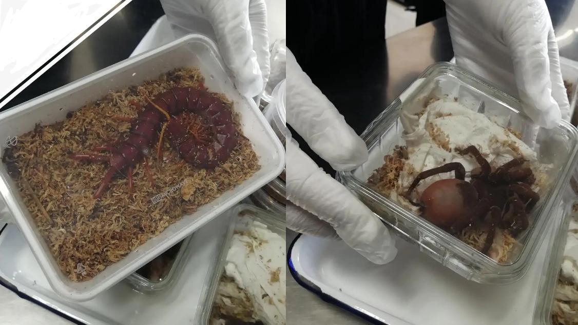 世界10大最毒蜈蚣视频,海关查获10只巨人蜈蚣恐怖视频