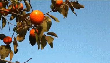 千年柿,富平千年柿子