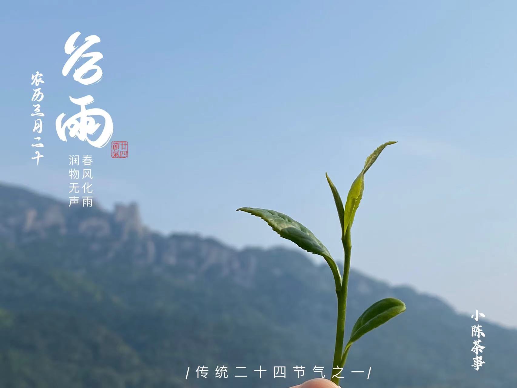 白毫银针茶哪种白茶最好,白茶的寿眉贡眉银针