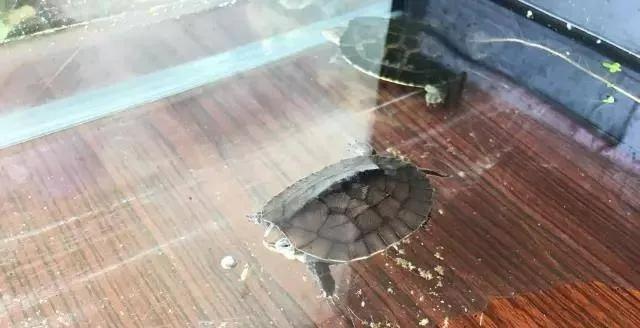 宠物水龟有哪些,宠物水龟冬眠处理方法