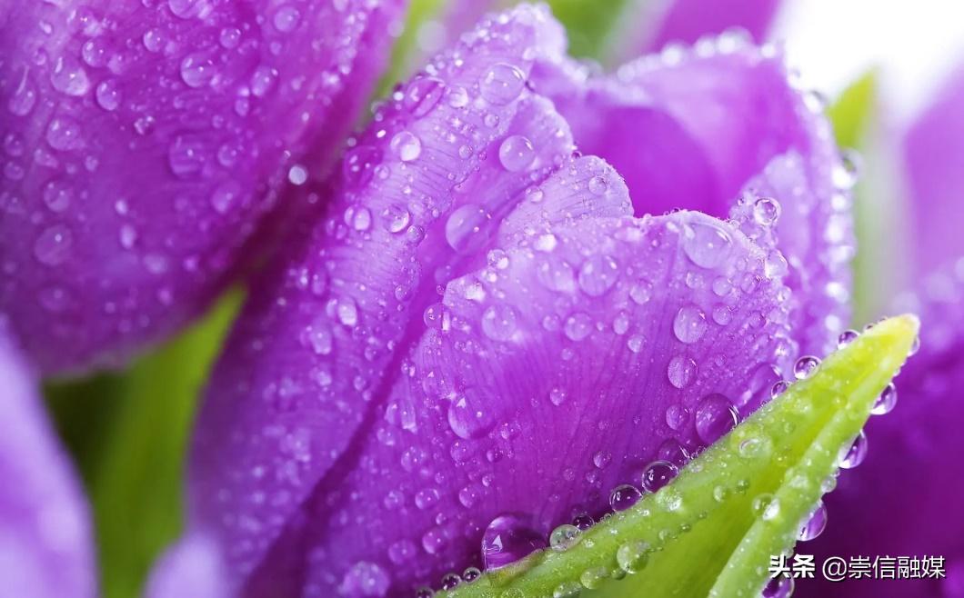 母亲节背后的历史,母亲节为什么要送洋甘菊康乃馨