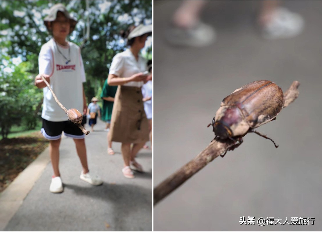 云南西双版纳热带植物园官网,西双版纳植物园全面讲解