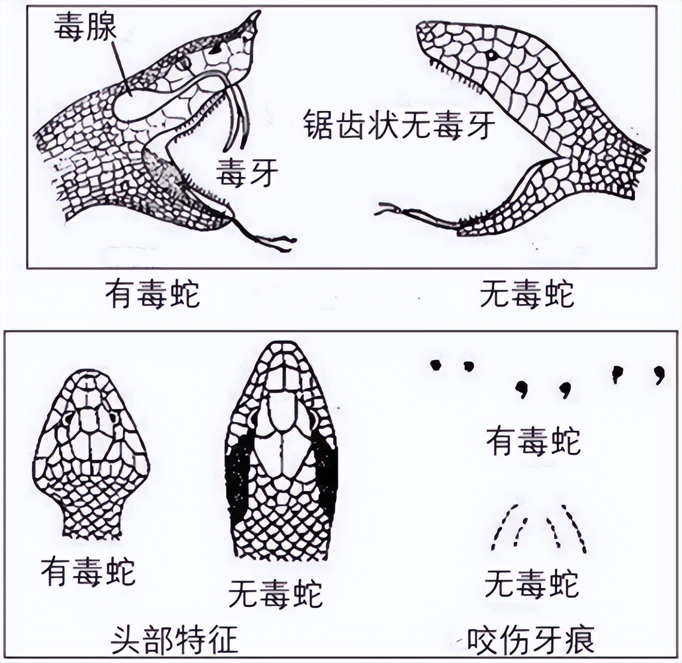 在野外遇到猛兽该怎么自救沙雕,教你在野外遇到鳄鱼怎么应对