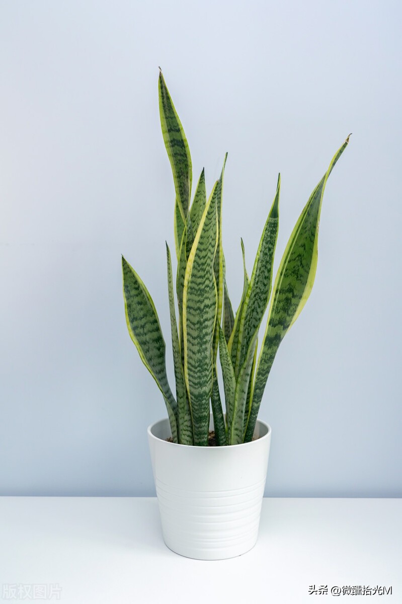 客厅摆放什么绿植好看又好养,客厅最适宜摆放的绿植