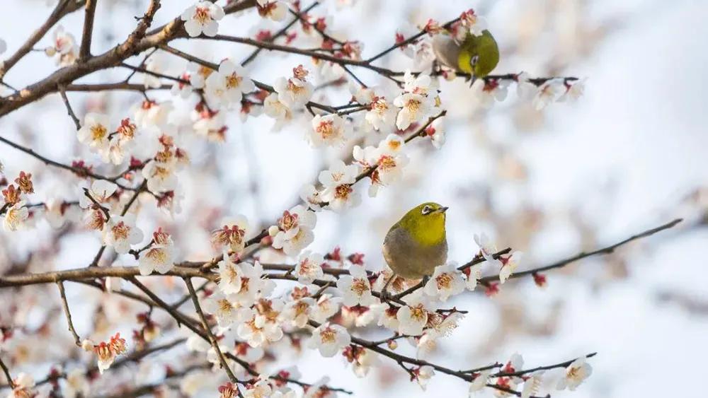 预测刷屏！疫情今春有望结束？适合2月去的18个大美山河准备好了