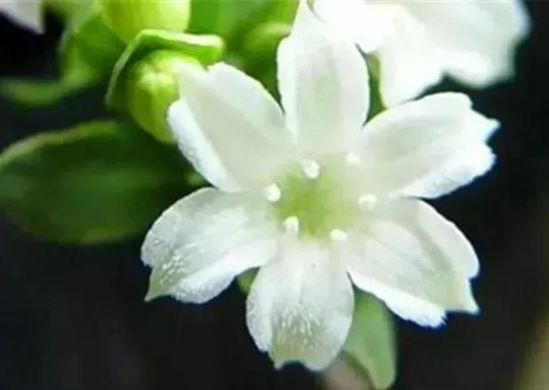 100种迷人的“数字花”,从零到一百万,真是太神奇了