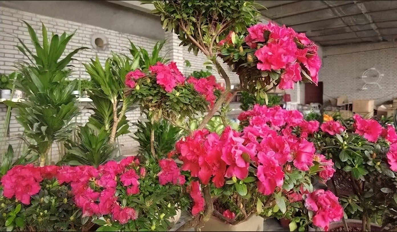 新春走基层之春来了,新春走基层瓜果飘香奔小康