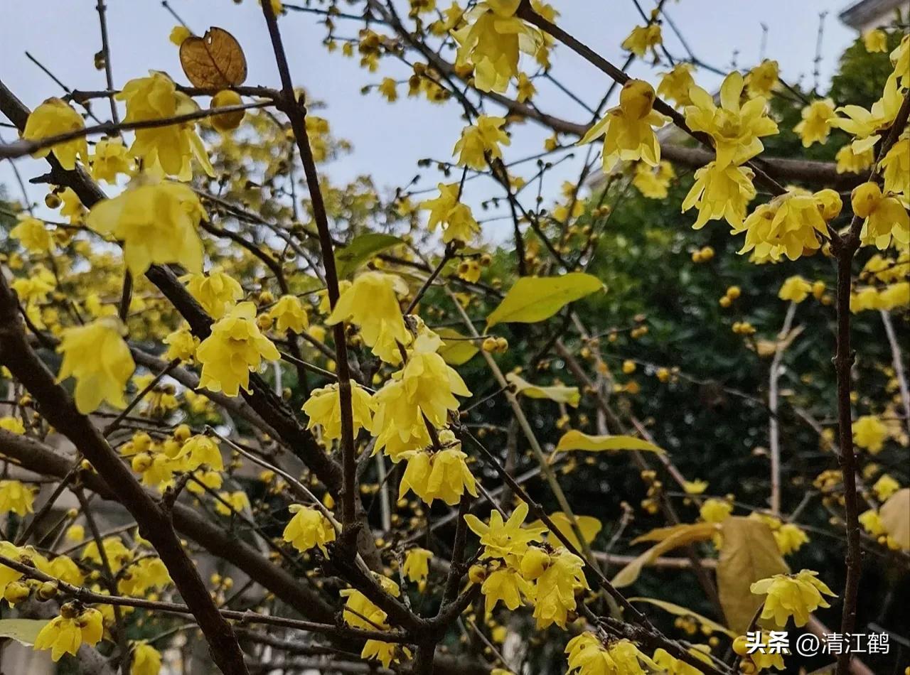 腊梅病虫害图片,腊梅病害