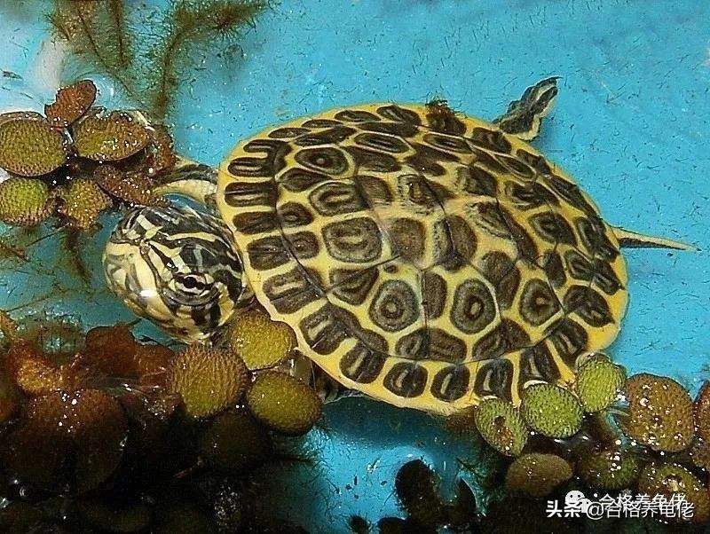 给刚出生的龟苗换水视频,养小龟苗怎么换水比较好