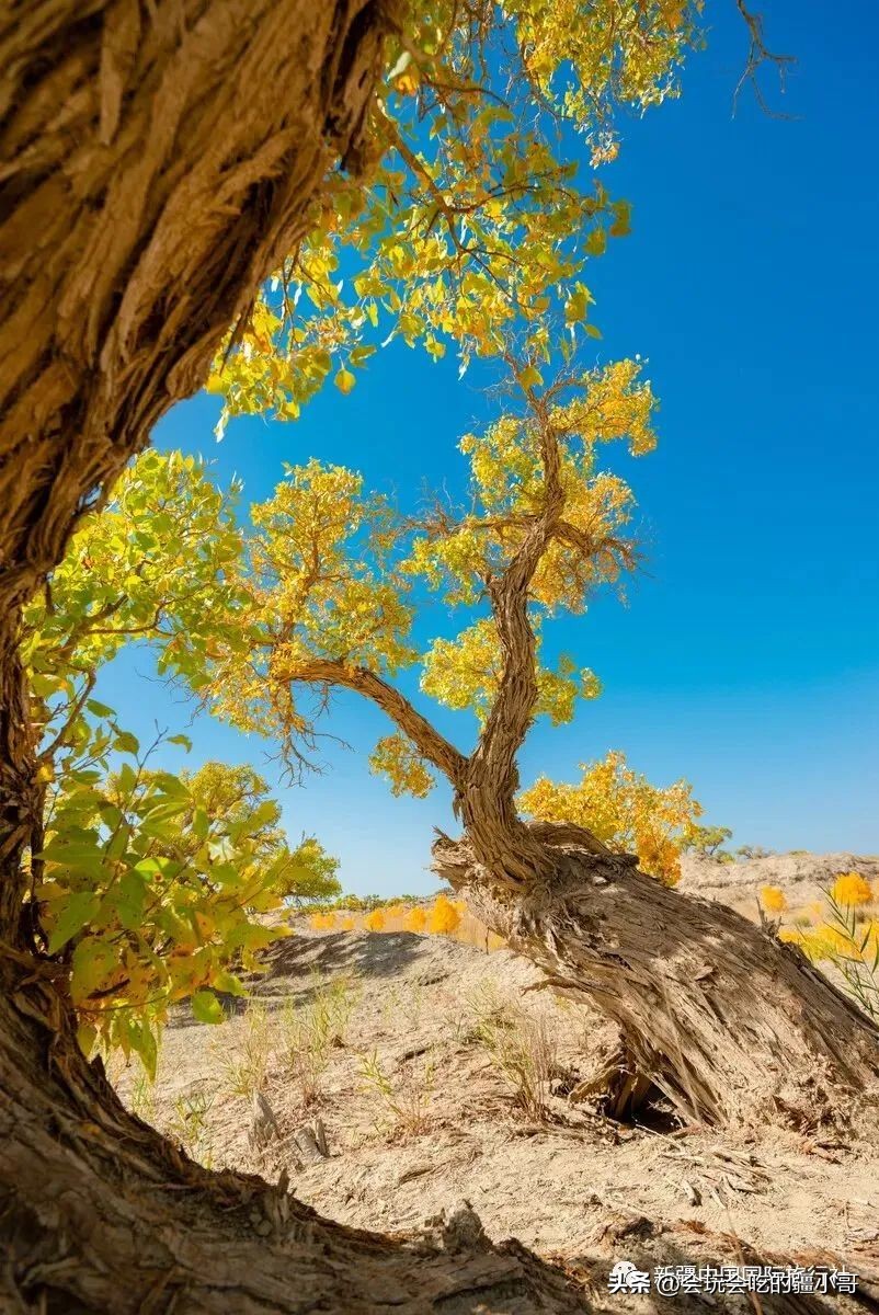 2023国内最适合秋游的地方！退休必看、人少实惠！去了就不想回家