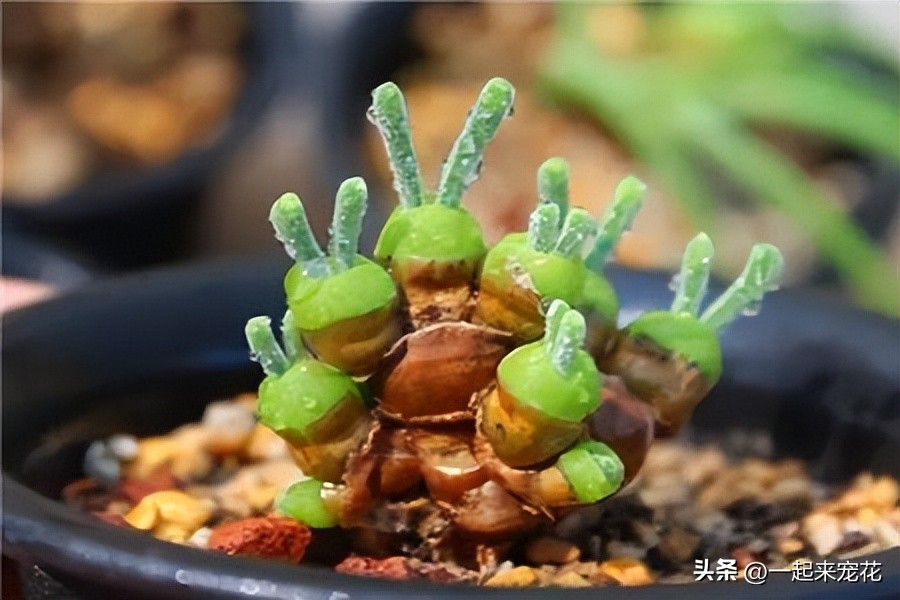 人见人爱的动物大全,人见人爱的生肖却又让人害怕